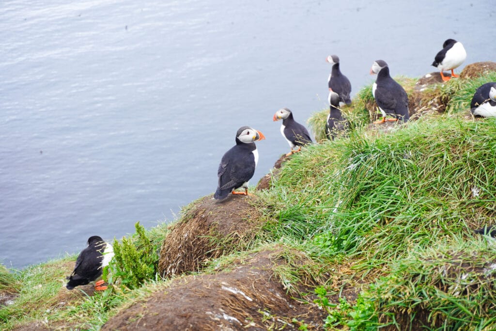 Puffin Rescue in Vestmannaeyjar – the Volcanic Island Down Under dsc01971