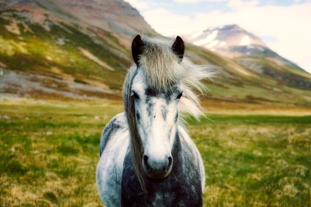 Discover the Healing Power of Icelandic Nature with Sóley Organics iceland 2420768 1280