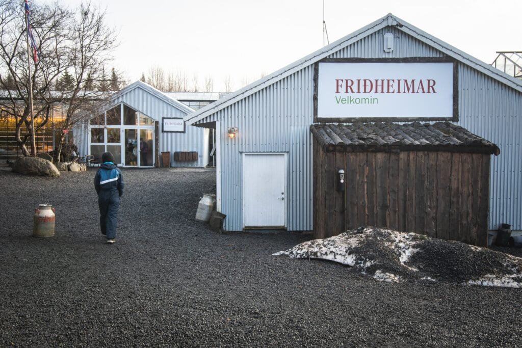 south,iceland 2nd,march,,2023:,tourist,by,fridheimar visitors,friendly,tomato,farm